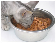 La Spazzola a vapore per gatti + liquido – SCOVA SCONTI